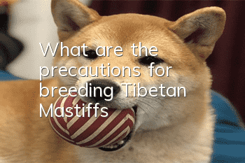 What are the precautions for breeding Tibetan Mastiffs?