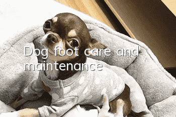 Dog foot care and maintenance
