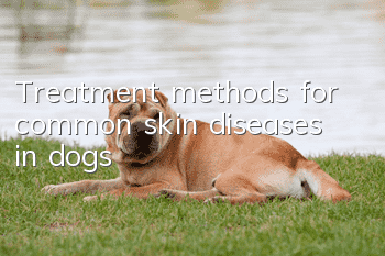 Treatment methods for common skin diseases in dogs