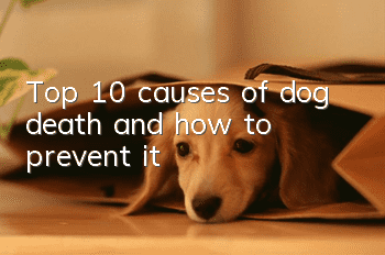 Top 10 causes of dog death and how to prevent it!