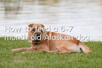 How to feed a 6-7 month old Alaskan dog?