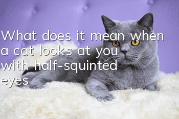 What does it mean when a cat looks at you with half-squinted eyes?
