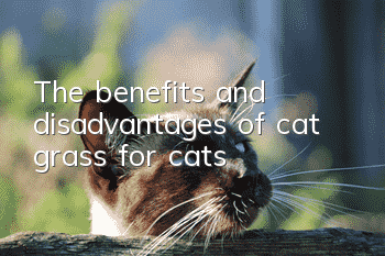 The benefits and disadvantages of cat grass for cats
