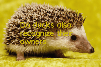 Do ducks also recognize their owners?