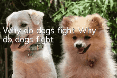 Why do dogs fight? Why do dogs fight?