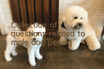 Collection of questions related to male dog peeing