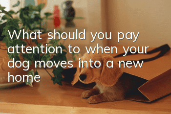 What should you pay attention to when your dog moves into a new home?