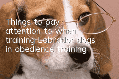 Things to pay attention to when training Labrador dogs in obedience training