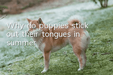 Why do puppies stick out their tongues in summer?
