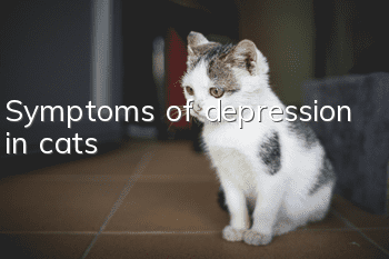Symptoms of depression in cats