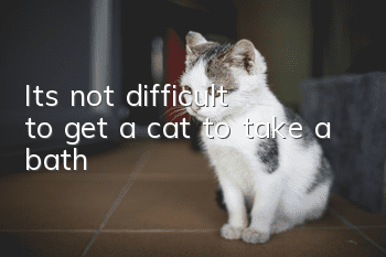 It’s not difficult to get a cat to take a bath