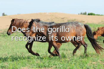 Does the gorilla recognize its owner?