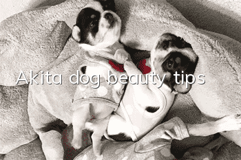 Akita dog beauty tips
