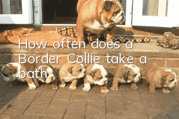 How often does a Border Collie take a bath?