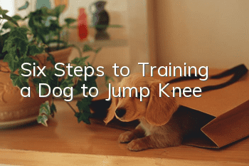 Six Steps to Training a Dog to Jump Knee