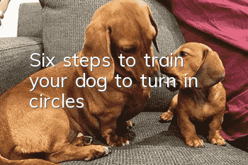 Six steps to train your dog to “turn in circles”