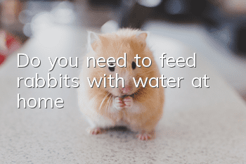 Do you need to feed rabbits with water at home?