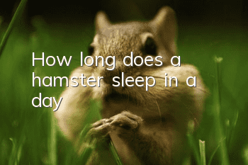 How long does a hamster sleep in a day?
