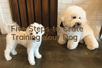 Five Steps to “Crate Training” Your Dog
