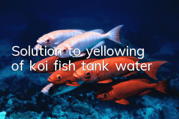Solution to yellowing of koi fish tank water