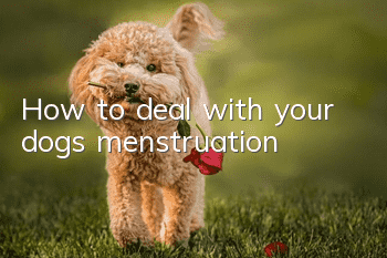 How to deal with your dog’s menstruation