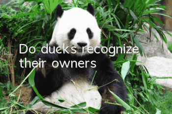 Do ducks recognize their owners?