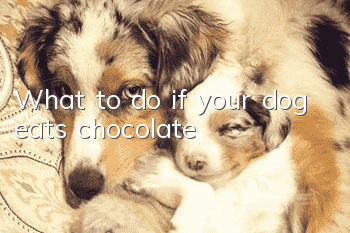 What to do if your dog eats chocolate