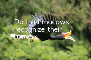 Do mini macaws recognize their owners?