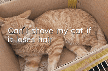 Can I shave my cat if it loses hair?