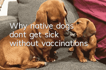 Why native dogs don’t get sick without vaccinations