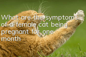 What are the symptoms of a female cat being pregnant for one month?