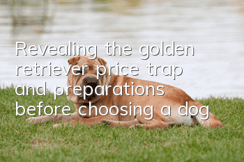Revealing the golden retriever price trap and preparations before choosing a dog
