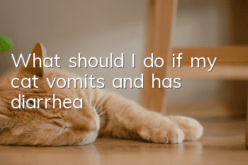 What should I do if my cat vomits and has diarrhea?