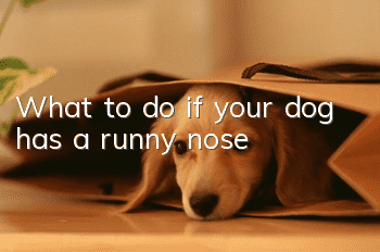 What to do if your dog has a runny nose
