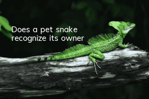 Does a pet snake recognize its owner?