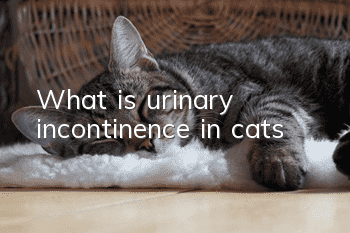 What is urinary incontinence in cats?