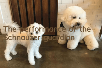 The performance of the Schnauzer guardian