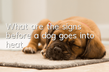 What are the signs before a dog goes into heat?