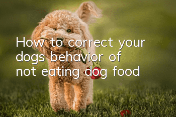 How to correct your dog’s behavior of not eating dog food