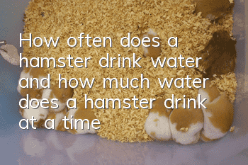 How often does a hamster drink water and how much water does a hamster drink at a time?