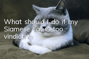 What should I do if my Siamese cat is too vindictive?
