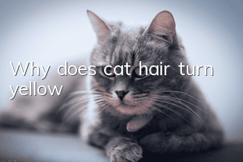 Why does cat hair turn yellow?
