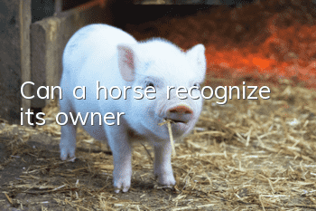 Can a horse recognize its owner?