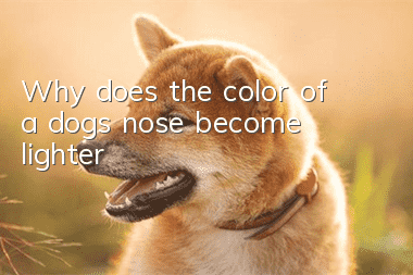 Why does the color of a dog’s nose become lighter?