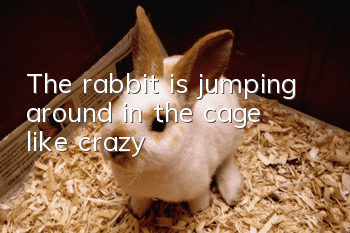 The rabbit is jumping around in the cage like crazy