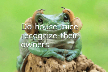 Do house mice recognize their owners?