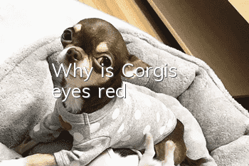 Why is Corgi's eyes red?
