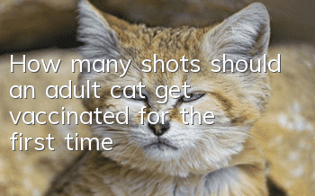 How many shots should an adult cat get vaccinated for the first time?