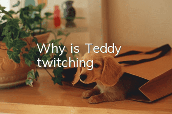 Why is Teddy twitching?