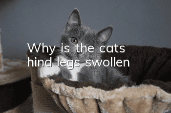 Why is the cat's hind legs swollen?